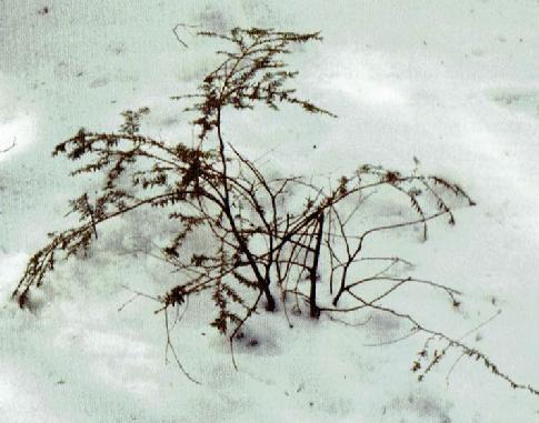 A hemlock sapling that has been beat up by a fisher. Habitat Fishers are found in mature and mixed forests, especially near wetlands, which are a good source of prey animals.