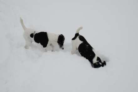 Thanks in advance for completing the questionnaire carefully!! Just because it s winter doesn t mean you can t Earthdog!