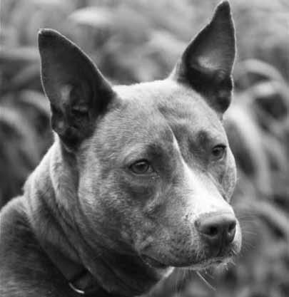 Many shelters have a policy to euthanize Pit Bulls and other so-called bully breeds as soon as they are surrendered, which is heartbreaking to know that many good dogs never had a chance to prove