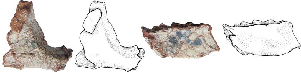 MASTRANTONIO ET AL. TRIASSIC RAUISUCHIAN FROM BRAZIL 181 dorsolateral ridge anterior anterior A 1 A 2 A 3 A 4? ventral Fig. 9.