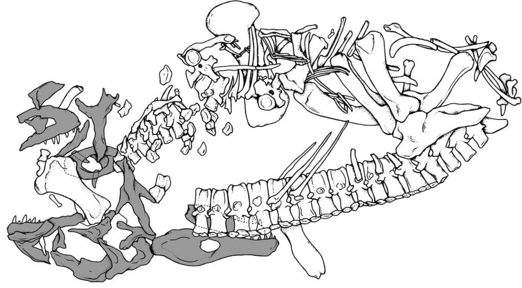 174 ACTA PALAEONTOLOGICA POLONICA 64 (1), 2019 postorbital squamosal mandible maxilla jugal dorsal vertebrae series nasal maxilla osteoderm and cervical vertebrae lacrimal pterygoid ribs and pelvic