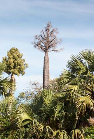 Distinctive Kennedy palms (below) define the riparian corridor