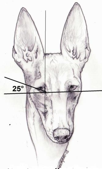 intensity depends on the coat shade. Hazel color is admitted. A big eyeball is not a proper quality of the standard dog breed.