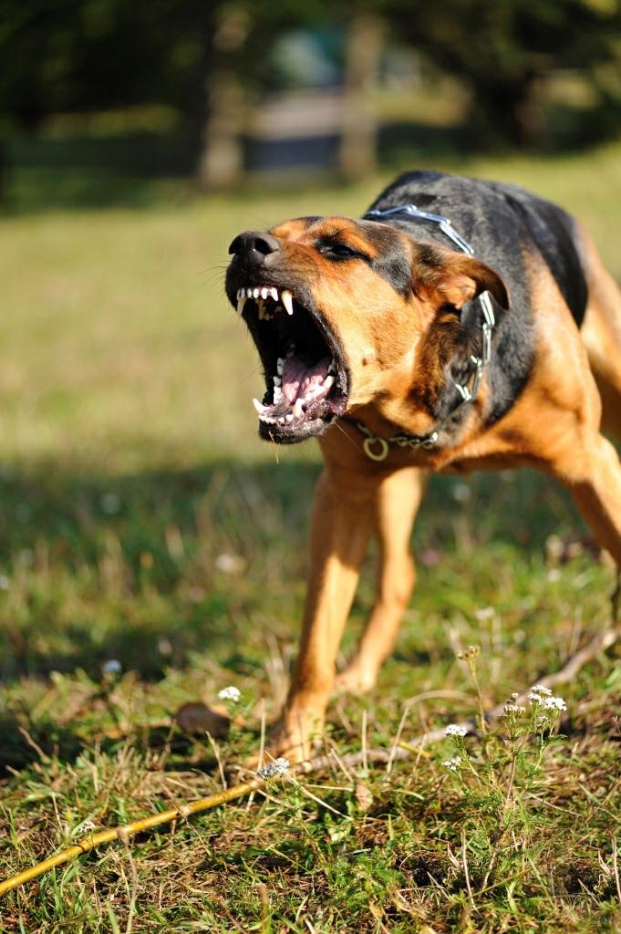 Texas Dog Bite Problems Dog attacks are a big problem in the United States and Texas. The Centers for Disease Control has found that the U.S. has roughly 4.5 million dog bite victims every year.