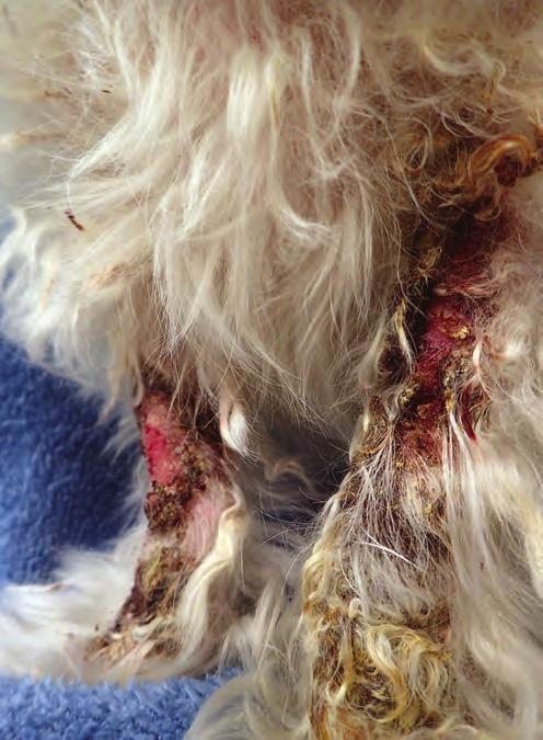 Canine Demodicosis: Overview & Update Katherine A.