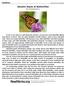 Genetic Basis of Butterflies By ReadWorks