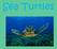 Sea Turtle, Terrapin or Tortoise?