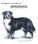 FCI-Standard N 45 / / GB. BERNESE MOUNTAIN DOG (Berner Sennenhund, Dürrbächler)