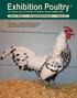 Exhibition Poultry. The #1 Internet Source For Information On Showing & Breeding Exhibition Poultry