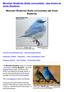 Mountain Bluebirds (Sialia currucoides) - also known as Arctic Bluebirds. Mountain Bluebirds (Sialia currucoides) aka Arctic Bluebirds