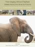 Free-ranging African Elephant