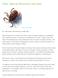 Ticks: Natural Prevention and Care