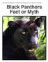 By Carole Baskin of Big Cat Rescue in Tampa, Florida. Black Panthers Fact or Myth