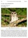Ciccaba virgata (Mottled Owl)