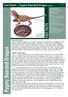 Fact Sheet Pygmy Bearded Dragon