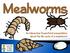 An Interactive PowerPoint presentation about the life cycle of a mealworm!