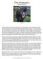 The Primates. compiled by Dana Visalli. A male Mandrill