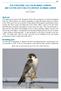 THE PEREGRINE FALCON IN INNER LONDON AND FACTORS AFFECTING ITS EXISTENCE IN URBAN LONDON