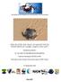 Update after Five years of Marine Turtle monitoring in Gamba, Gabon ( )