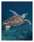 Plate 9.1 Green turtle, Chelonia mydas, swimming over reef. 264 Marine Atlas of the Western Arabian Gulf