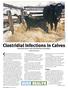 Clostridial Infections in Calves