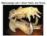 Mammalogy Lab 1: Skull, Teeth, and Terms