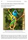 Dacnis cayana (Blue Dacnis or Turquoise Honeycreeper)