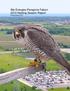 We Energies Peregrine Falcon 2010 Nesting Season Report Greg Septon 2011