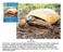 May Vol. 91, No. 5 Cover Photo: A gopher tortoise (Gopherus polyphemus). Since the early 1990s, morbidity and mortality in this species have been
