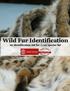 Wild Fur Identification. an identification aid for Lynx species fur