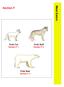 Meat Eaters. Section F. Arctic Wolf Section F-2. Arctic Fox Section F-1. Polar Bear Section F-3
