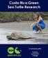 Costa Rica Green Sea Turtle Research