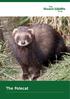 What is a polecat? Polecats and Ferrets