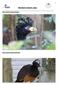 PROYECTO MUITU Bare-faced Curassow (male) Bare-faced Curassow (female)