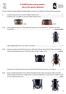 A DUMP Guide to Dung beetles - Key to the species Aphodius