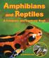 Amphibians. and Reptiles. A Compare and Contrast Book. by Katharine Hall