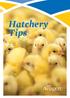 Hatchery Tips