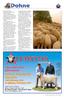First drop of Nelyambo Premium certified Organics Dohne lambs. Dohne Australia 2011 Page 41
