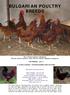 BULGARIAN POULTRY BREEDS Part 2