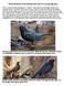 Rusty Blackbird Visual Identification Tips For Spring Migration