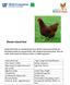 Rhode Island Red. Egg Laying: Excellent (around 5 per week) Egg Color: Brown. Red
