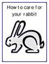 How to care for your rabbit