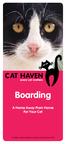 Boarding A Home Away From Home For Your Cat