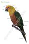 The Conure. Crown. Nare. Cere. Nape. Beak COPYRIGHTED MATERIAL. Mantle. Breast. Flight Feathers. Rump. Tail Feathers