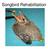 Songbird Rehabilitation