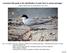 A practical field guide to the identification of Least Terns in various plumages