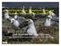 Gull Predation on Waterbird Nests and Chicks in the South San Francisco Bay