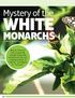 WHITE MONARCHS. Mystery of the. A rare form of this butterfly shows how new environments can redefine what is weird and what is normal.