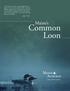 Common Loon. Maine s. maineaudubon.org/loons
