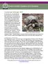 Lonesome George: RIP. Galápagos tortoises